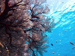 ������ ������� � ��������: ���������� ����