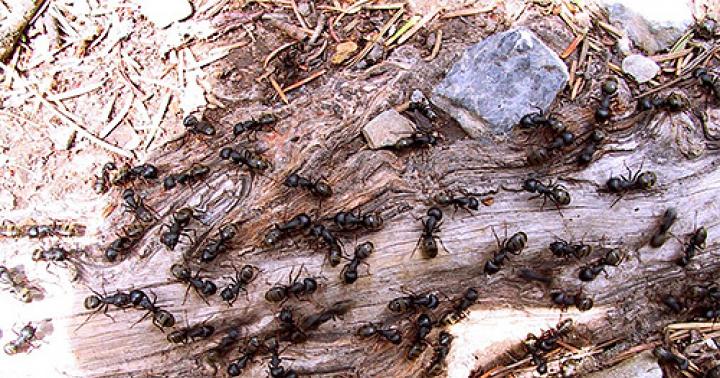 „Rozproszony mózg” rodziny mrówek Ant Science 12