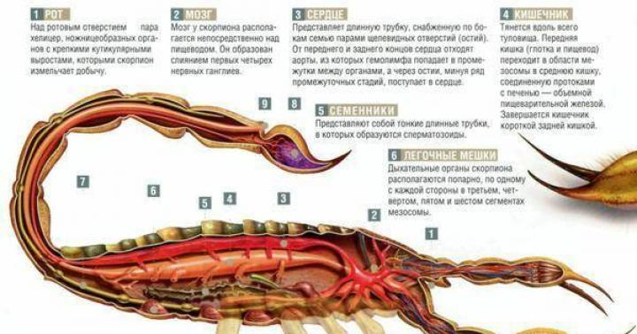 Скорпион: интересные факты, фото и краткое описание Скорпион рептилия или насекомое